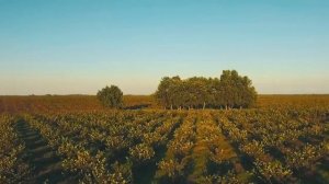 Собственный ореховый сад Орехпром  - новые возможности роста