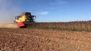 Работа измельчающего бруса на подсолнечниковой жатке Capello Helianthus