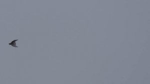 04.12.18. Погоды нет голуби мокрые.