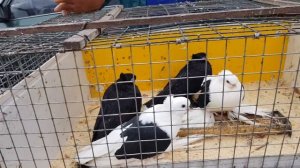 17.03.19. Птичий рынок г Пятигорск 1ч. Pyatigorsk Bird Market 1h.