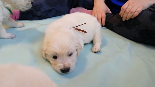 Коричневая лента, помёт 5.02.20 смотреть онлайн