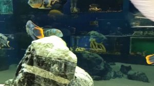 Дом Аквариум Челябинск