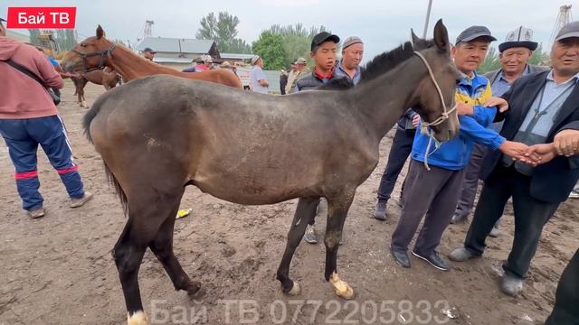 ЖЫЛКЫ БЭЭ БАЙТАЛ ТАЙ БААЛАРЫ УШУНДАЙ