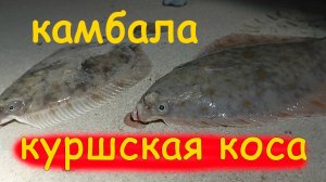 камбаловое утро Куршская коса