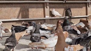 Тихо наблюдаю в голубятни свои правила