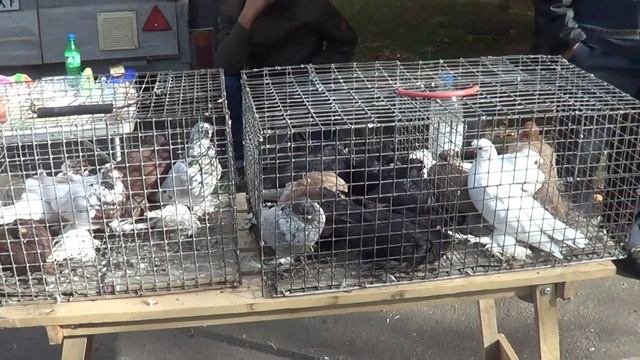 осень 2018 выставка голубей Кривой Рог смотреть онлайн