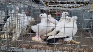 Голуби  цены Птичий рынок г Пятигорск -ч1