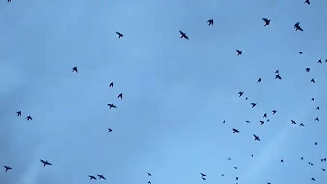 Казка неказка "Шляпа" #сказка  #казка #терапевтическиесказки