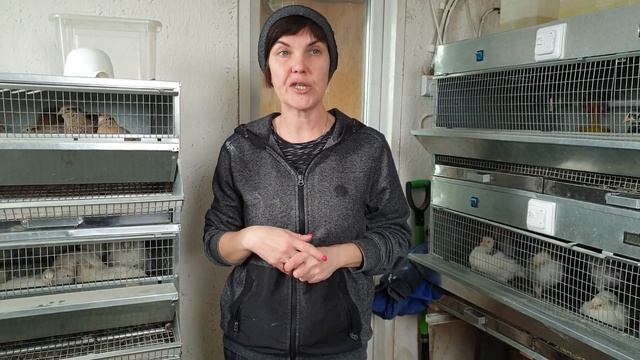 Бройлер зимой - выгодно! Во что обойдётся вырастить птицу в феврале? смотреть онлайн