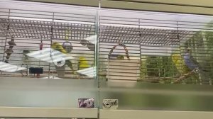 Попугайчики