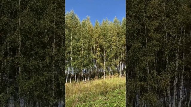 Осень близко #деревья #листья #лето #деревня #жизньвдеревне #деревенскаяжизнь #домвдеревне