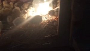 Цыплята Грей Мастер