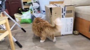 Осторожно, черепаха! Реакция кошек:)