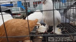 17.03 19. Птичий рынок г Пятигорск  ч2. Bird Market in Pyatigorsk P2.