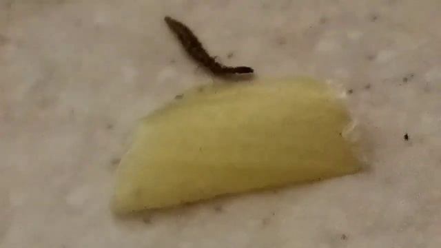 Жучок ест лук смотреть онлайн