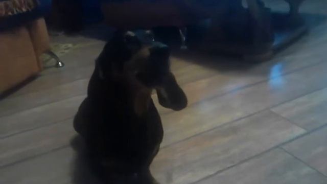 Поющая собака. Занявшее 1 место по пению в Белорусии. singing dog! смотреть онлайн