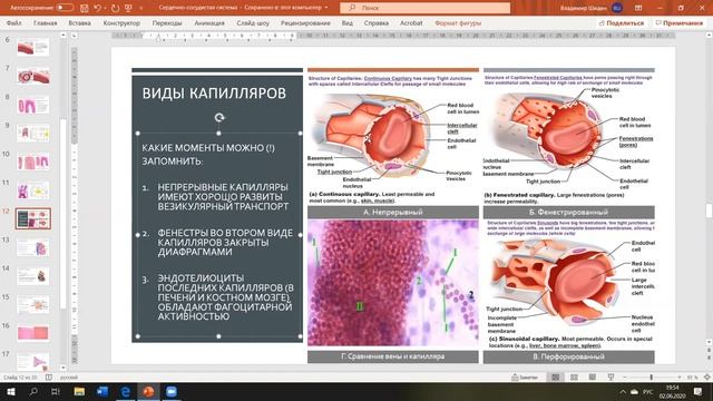 Сердечно-сосудистая система. Гистология, анатомия, немного физиологии смотреть онлайн
