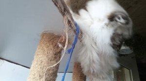 Планы резко поменялись👀 Убрали гуся🦢 Оказались в Динской😏 Одним опилочки другим шторочки🐤