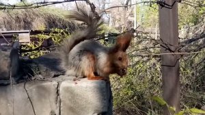 Белка кушает орешки. Squirrel eats nuts.