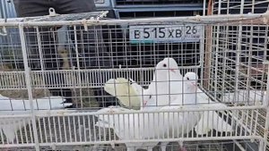Голуби цены Птичий рынок г Пятигорск - ч2