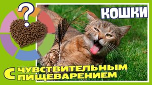 Кошка с проблемным желудком? Это решение!