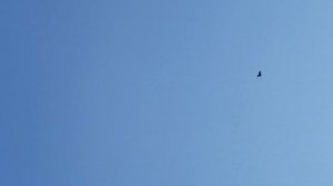 18.07.18. Гоняйте голубей!