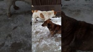 смотрим с другом как собаки между собой рычат🤣