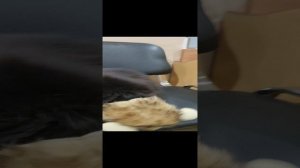 VID_20241224_075142