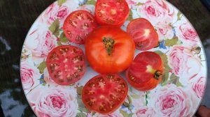 Томат - гном ВАРАТАХ.