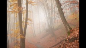 Сад воспоминаний