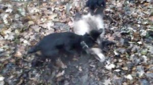 притравка ягдтерьера по борсуку!охота с норними на борсука