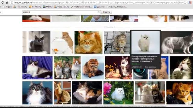 красивые кошки смотреть онлайн