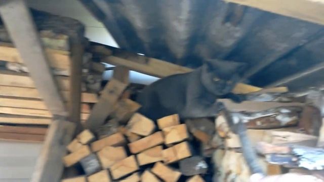 Злая кошка. Смотреть всем! НЕ пожалеешь! смотреть онлайн