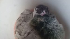 Помогите определить пол котёнка!!!