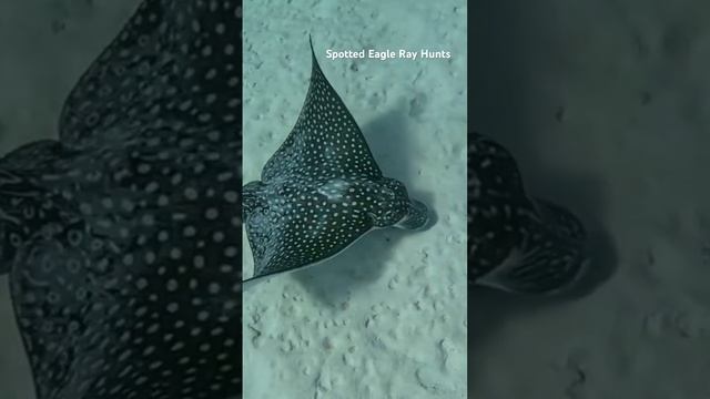 If You Like Rays #diving #ocean #scubadiving #eagleray