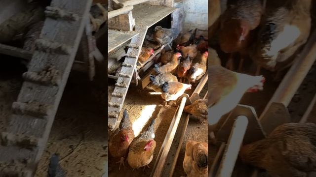Порода наших кур #куры #chicken #birds