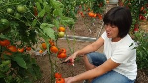 Обзор томатов в теплицах (часть 7). Сезон 2023. Самые красивые сорта жёлтых и оранжевых томатов.