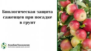 Биологическая защита саженцев при посадке в грунт