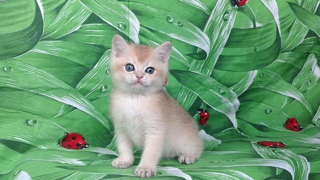 Британские котята,золотые шиншиллы.UA*Leo San Lucas