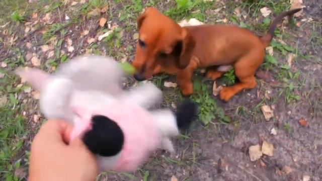 Собака бывает кошачей смотреть онлайн