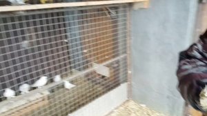 Голуби Артема по просьбе Моздокские бойные.