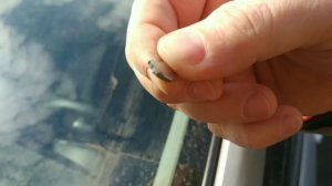 Магнитная пыль! 😱 После дождя, продукт "химтрейлов" прилип на автомобилях Санкт Петербурга.