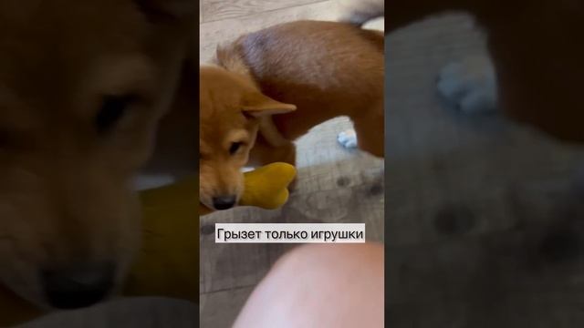 Ищем хозяина для прекрасного щенка Сиба-ину. Контакт в конце видео #shibainu #dog #продажащенков