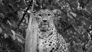 10. 10.  Зинаида Миркина.  Сказка о чуде.