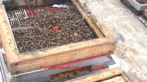 Неудачная зимовка 2006г