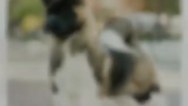 Какая ты собака по знаку зодиака смотреть онлайн