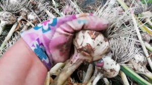 Готовим КЛУБНИКУ к урожаю следующего года.