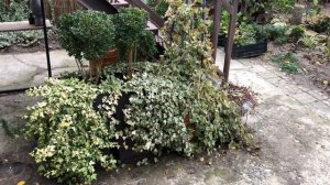 SOS! НА ЮГ НАДВИГАЕТСЯ ШТОРМ с дождём, снегом и морозом. Срочно спасаем растения.