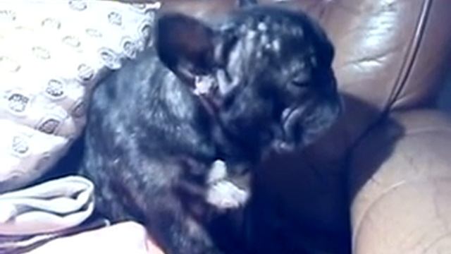 Моя собака спит :-) смотреть онлайн