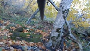 Охота на кабана с Лайками на Кавказе